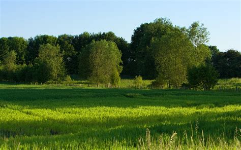 Grass Wallpaper Nature Hd Desktop Wallpapers 4k Hd