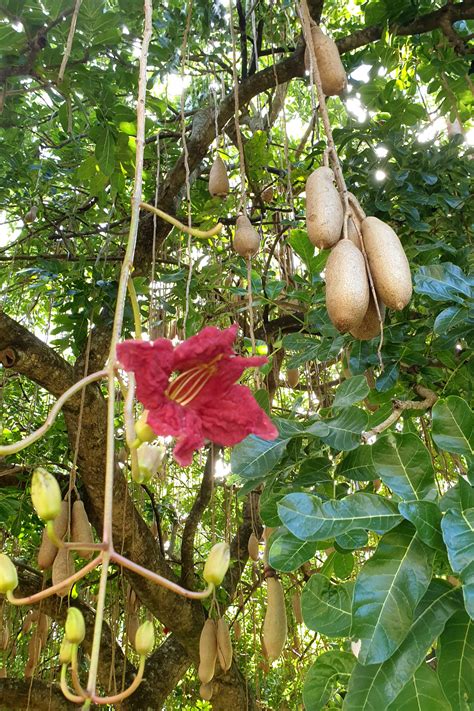 Kigelia Africana Sausage Tree