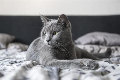 Un anno del gatto è equivalente a 7 anni umani. Come calcolare l'età umana dei gatti | Gatti grigi ...
