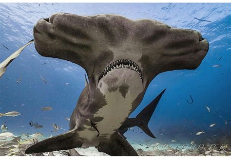 A Giant Hammerhead Amazing Creature Shark Pictures Shark Photos