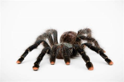 Pinktoe Tarantula Obrazy Zdjęcia I Ilustracje Istock