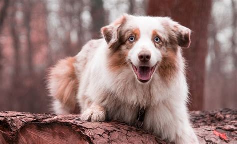 35 Australian Shepherd Mixes Check Out These Precious Pics