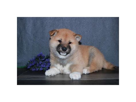 These include the cost of the puppy or dog itself, vet fees. Shiba Inu-DOG-Male-Red-2631437-Petland Iowa City
