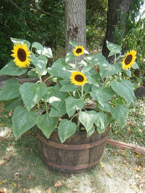 Plants Container Gardening Growing Sunflowers
