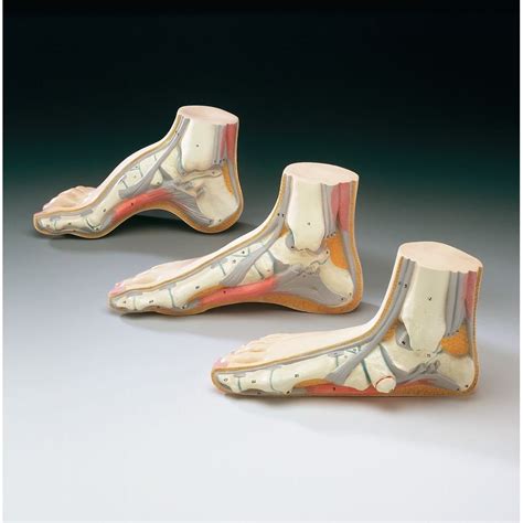 Normal Foot Side View Model Medwest Medical Supplies