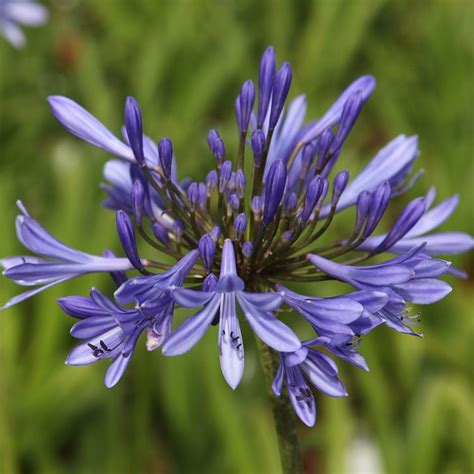 Buy African Lily Agapanthus Africanus
