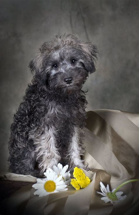 schnoodle dog  complete guide   schnauzer poodle mix breed poodle mix breeds