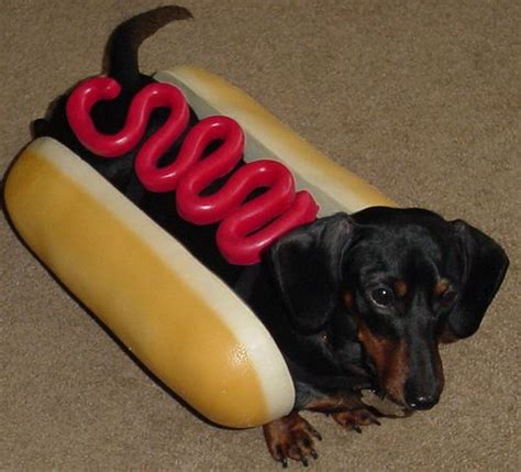 Hot Dog Funny Dachshund Dachshund Memes Wiener Dog