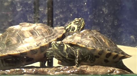 How To Take Good Care Of Yellow Belly Slider Turtles Youtube
