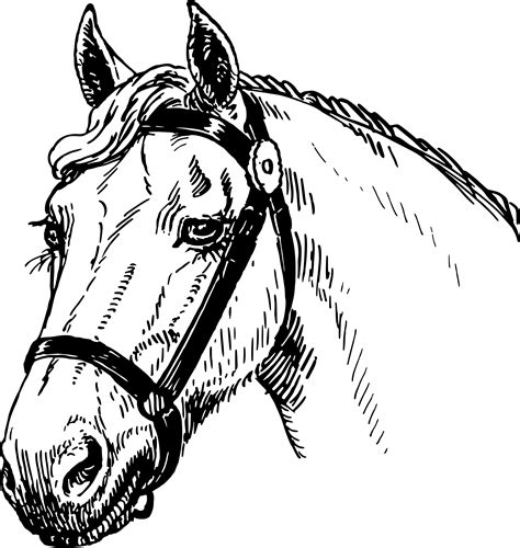 Thoroughbred Horse Clipart Free Download Transparent