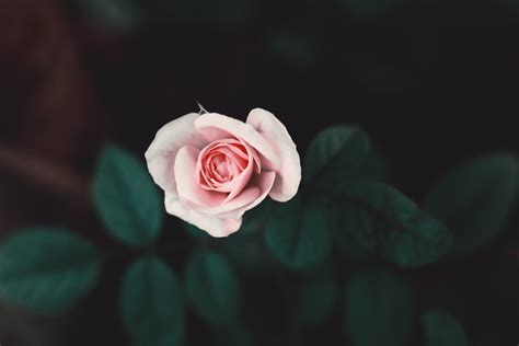 100 Flowers Images Download Free Images On Unsplash Pink Rose