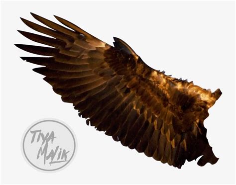 Golden Eagle Wings Spread