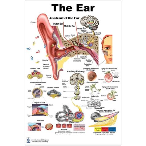 Ear Anatomy Poster