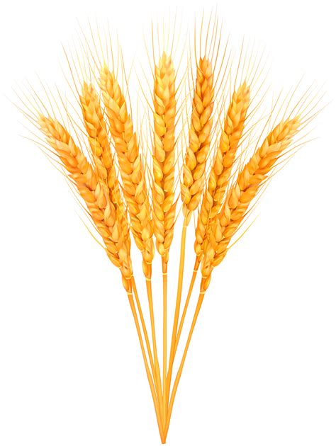 Wheat Clipart Png png image