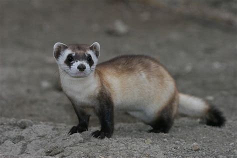 wild born black footed ferret kits    meeteetse wyoming public media