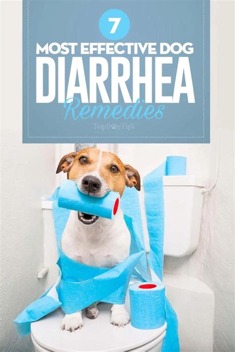 7 Best Dog Diarrhea Remedies Supplements And Relief Aids In 2020