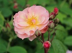 Rosa 'Cornelia' - Shrub Roses - Roses - Plants