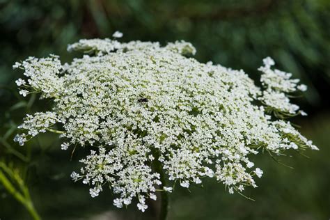 Queen Annes Lace Part Ii Traditional Use Of Daucus Carota Herbal
