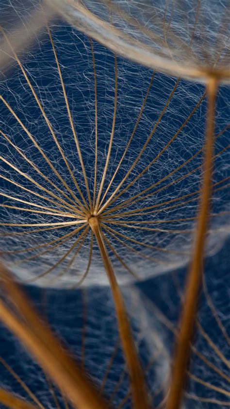 Wallpaper Dandelions 5k 4k Wallpaper Macro Flowers Nature 5541