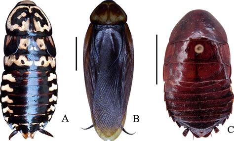 Nuevos Registros De Cucarachas Insecta Blattodea Exóticas Del