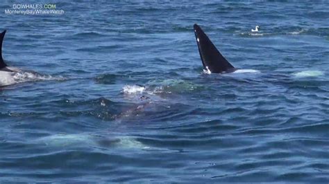 Killer Whales Attack Grey Whales In Monterey Bay Youtube