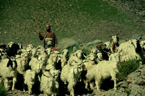 Free Images Grass Herd Livestock Sheep Tibet Shepherd Goats