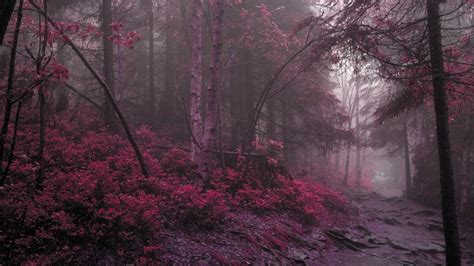 Pink Forest Xfxwallpapers