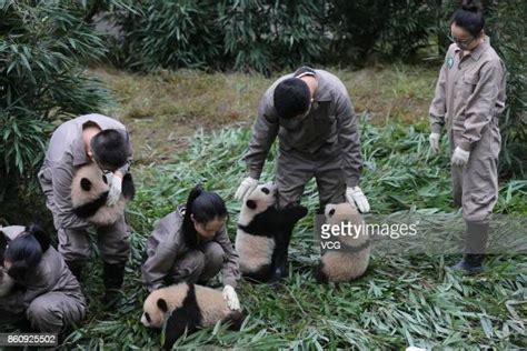 Giant Panda Cubs Born In 2017 Meet The Public In Sichuan Photos And