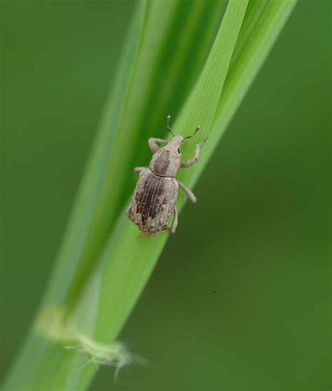 Rice Water Weevil Adult