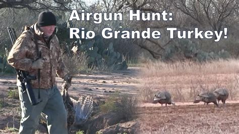airgun hunting rio grande turkey the airforce texan 357 youtube
