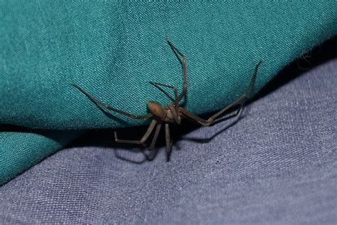 Interesting Facts About Brown Recluse Spiders In Great Falls Va