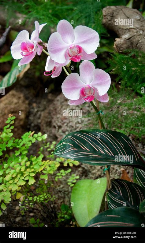 Raceme Of Plalaenopsis Orchid Blooms In Lush Natural Habitat Stock