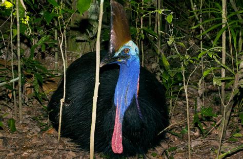 Living With Cassowaries Part 2 Cooper Creek Wilderness