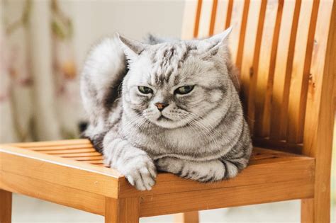 Angry Cat 14 Signs Your Cat Is Mad At You — Fighting Cats