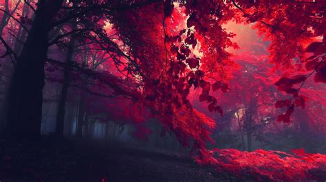 Dark Red Autumn Forest Wallpaperhd Nature Wallpapers4k Wallpapersimagesbackgroundsphotos