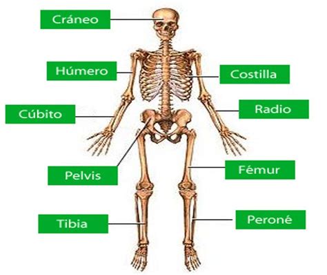 El Esqueleto Humano Y Sus Partes Principales Imagui
