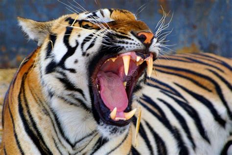 Tigers Teeth Stock Image Image Of Roar Mammal Wildlife 11249573