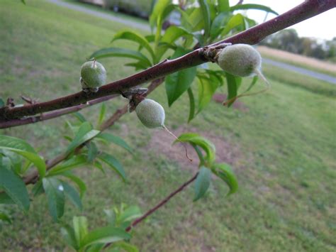 Peach Trees First Fruit Remove Or Not Remove Summers