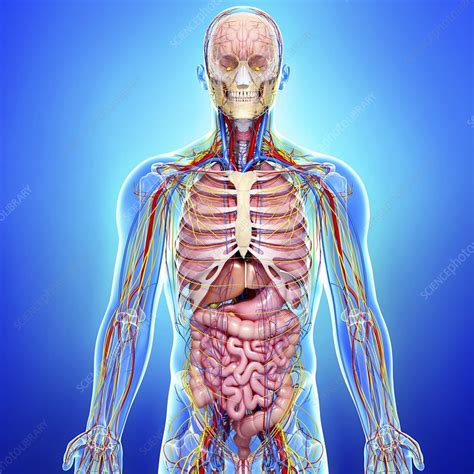 Anatomy Picture Of Human Body Essential Anatomy Bodegawasuon