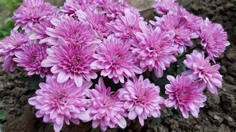 Asim Rooftop Garden Tips How To Grow Chinese Dwarf Chrysanthemum Flowers