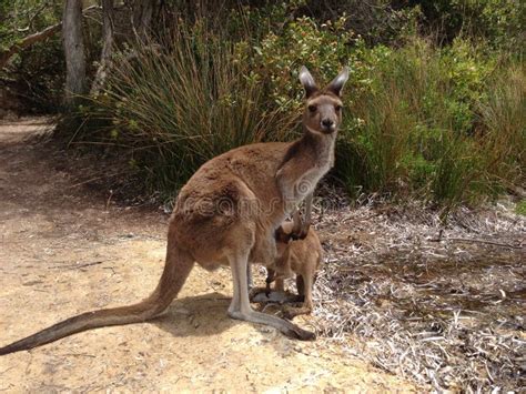 Mother And Baby Kangaroo Stock Photo Image Of Forest 73855266