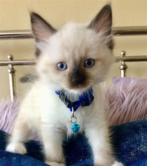 Russian blues near chicago, illinois. Ragdoll, Gifted Ragdoll Kittens For Sale, Cats, for Sale ...