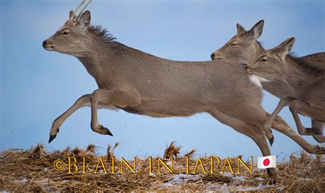 Largest Herd Of Ezo Sika Deer Ever Photographed On Our Planet Blain