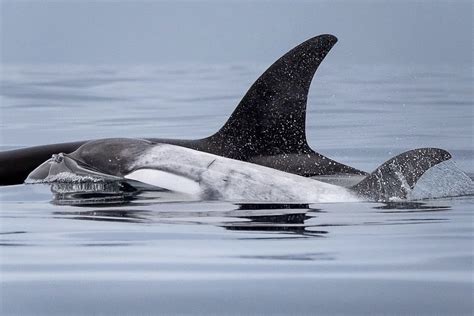 Rare Ghost Orca Spotted Off California Coast