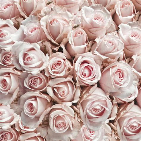 Pink Vintage Roses Stock Image Image Of Blossom T 24650235