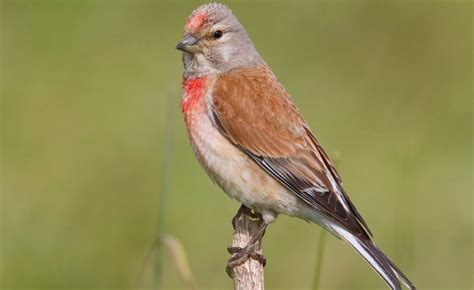 British Finches An Identification Guide Woodland Trust Animal Of