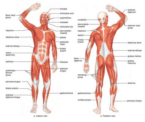 However, the muscle names often reflect something about their action, their shape, or their locations. human muscle anatomy diagram | Human Muscles Anatomy are ...