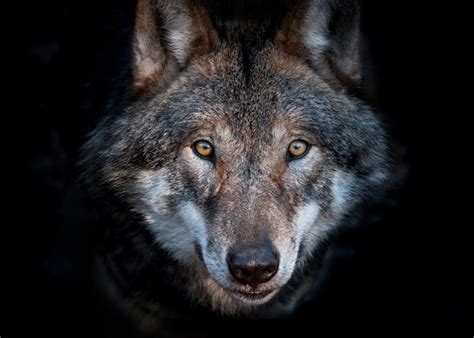 Premium Photo Close Up Portrait Of A European Gray Wolf On Dark