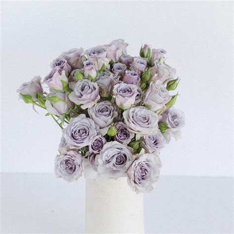 Buy Wholesale Nirvana Lavender Spray Roses In Bulk Fiftyflowers