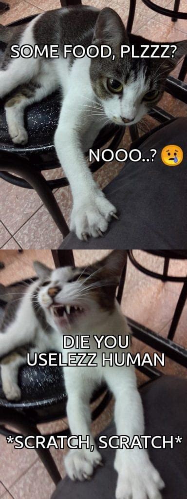 Cat Memes 2019 60 Cat Memes To Inspire You To Take A